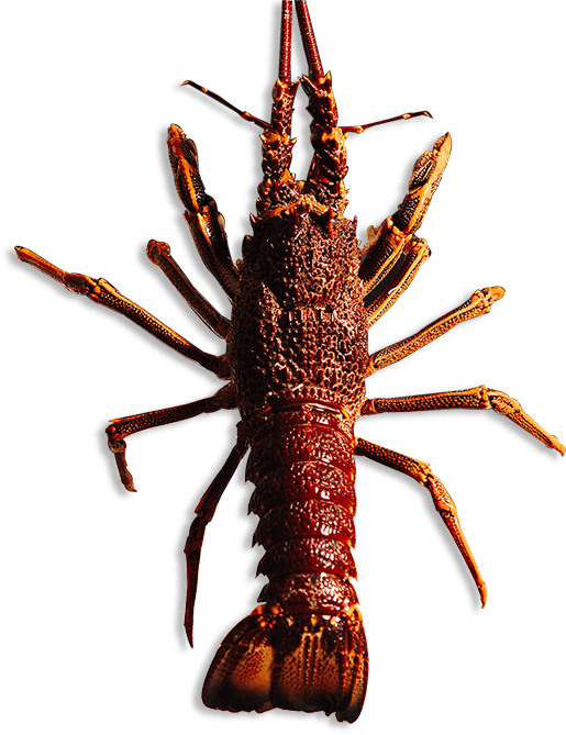 Southern Rock Lobster
