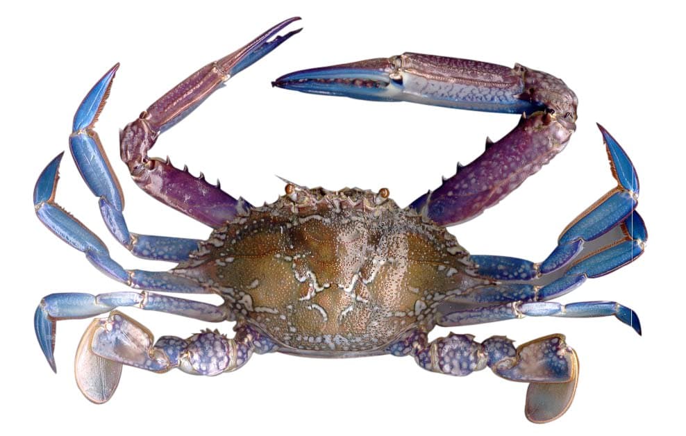 Blue Swimmer Crabs